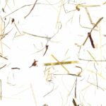 Organoid_wildspitze_light